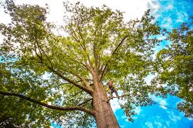 Trusted Lionville, PA Tree Services Experts