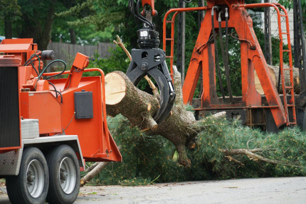 How Our Tree Care Process Works  in  Lionville, PA